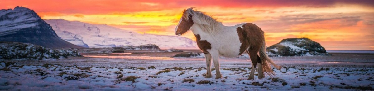 Horse-In-Snow-Winter-Sunset-Landscape-Hills
